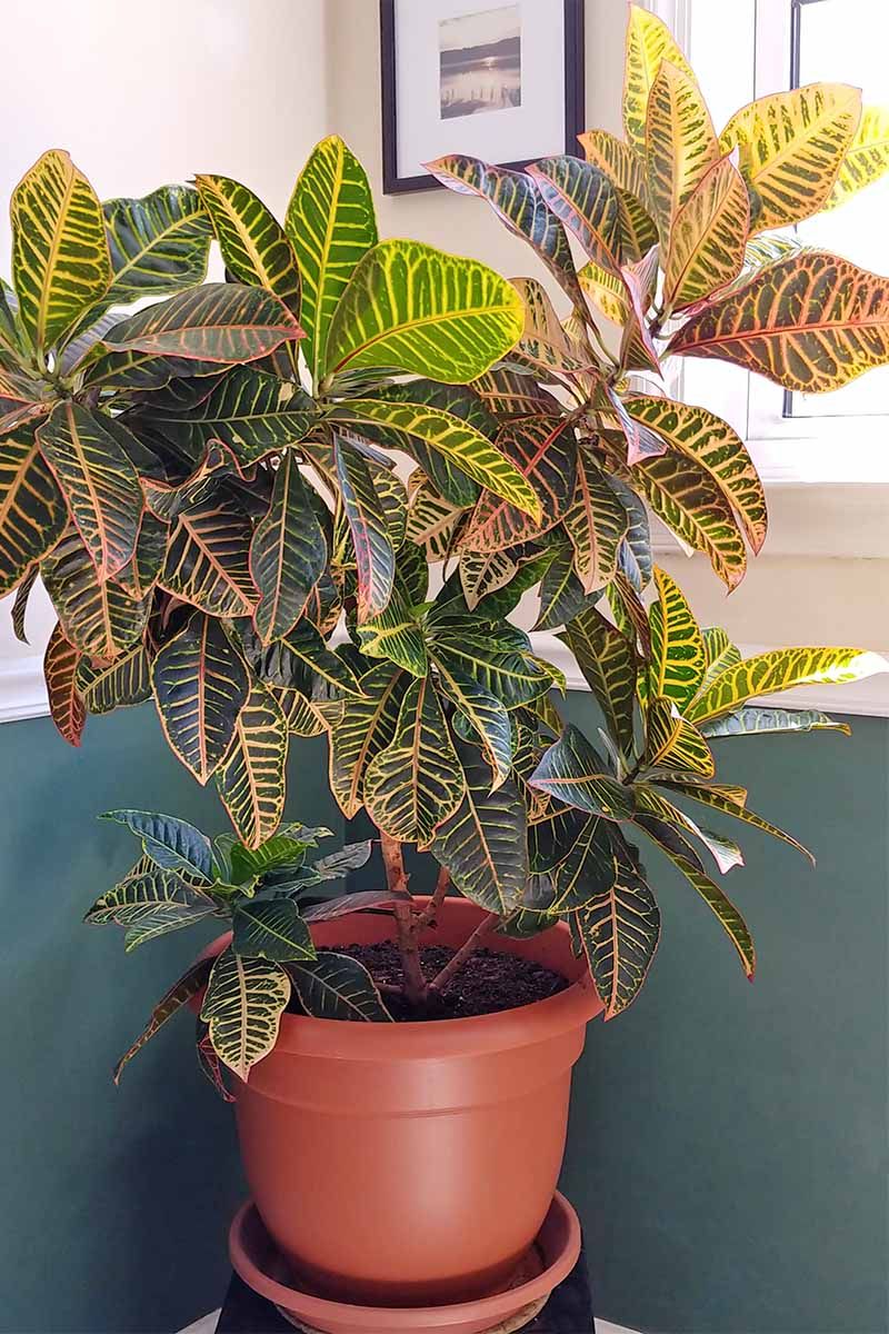 Croton (Codiaeum variegatum)