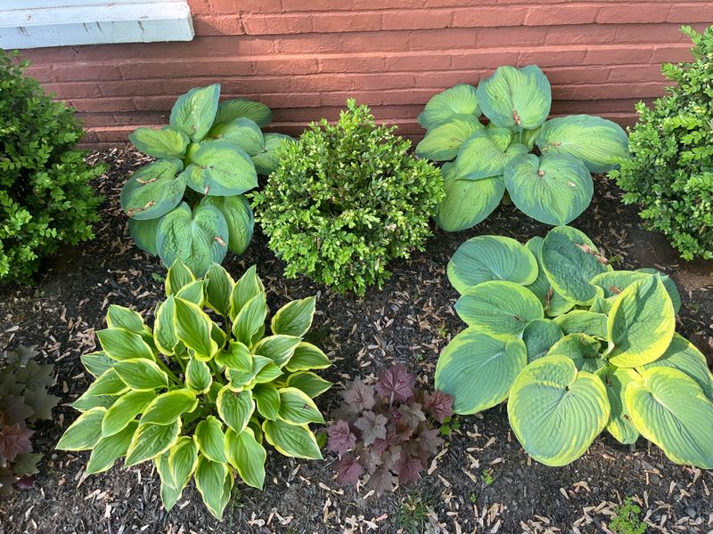 Crowding Plants