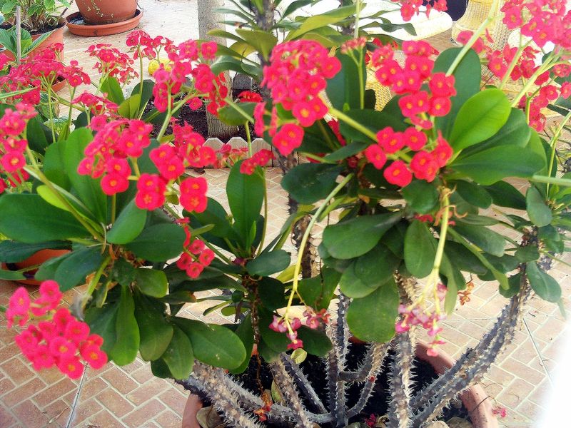 Crown of Thorns (Euphorbia Milii)