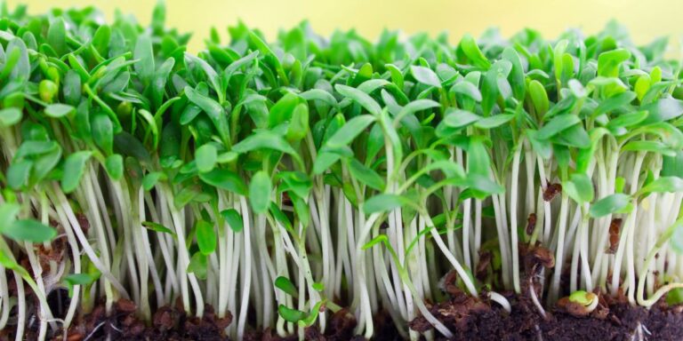 Cultivating Fresh Greens in Winter for Delicious Smoothie Creations