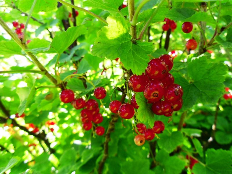 Currants