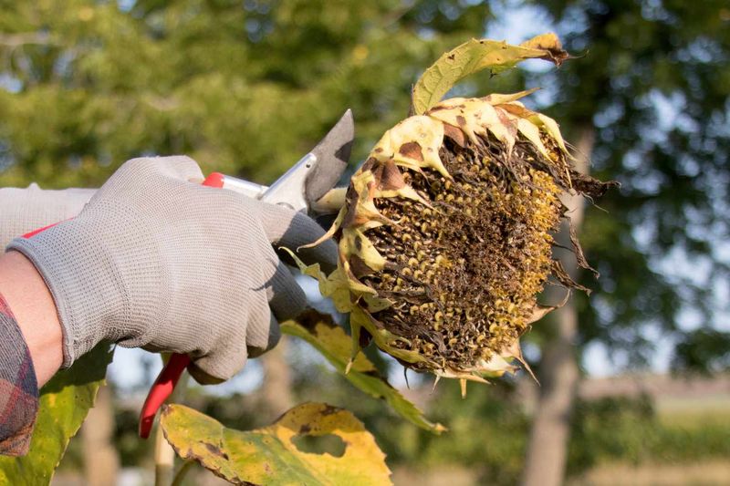 Cutting the Flower Heads