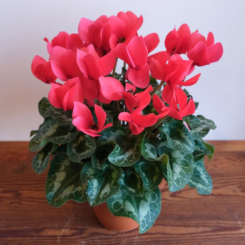 Cyclamen