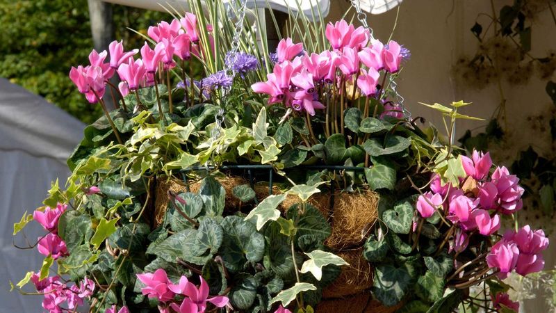 Cyclamen