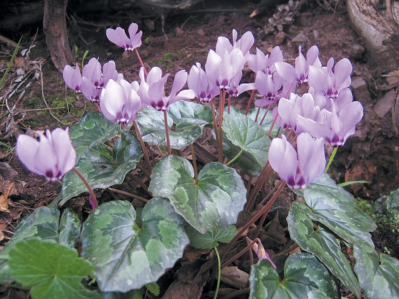 Cyclamen Coum