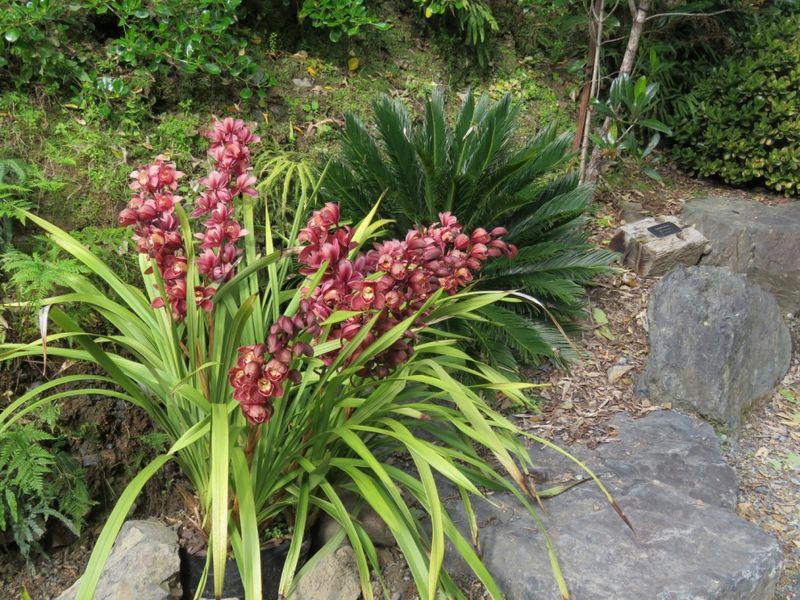 Cymbidium Orchid