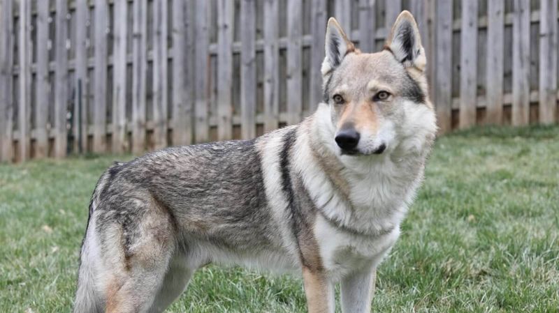 Czechoslovakian Wolfdog