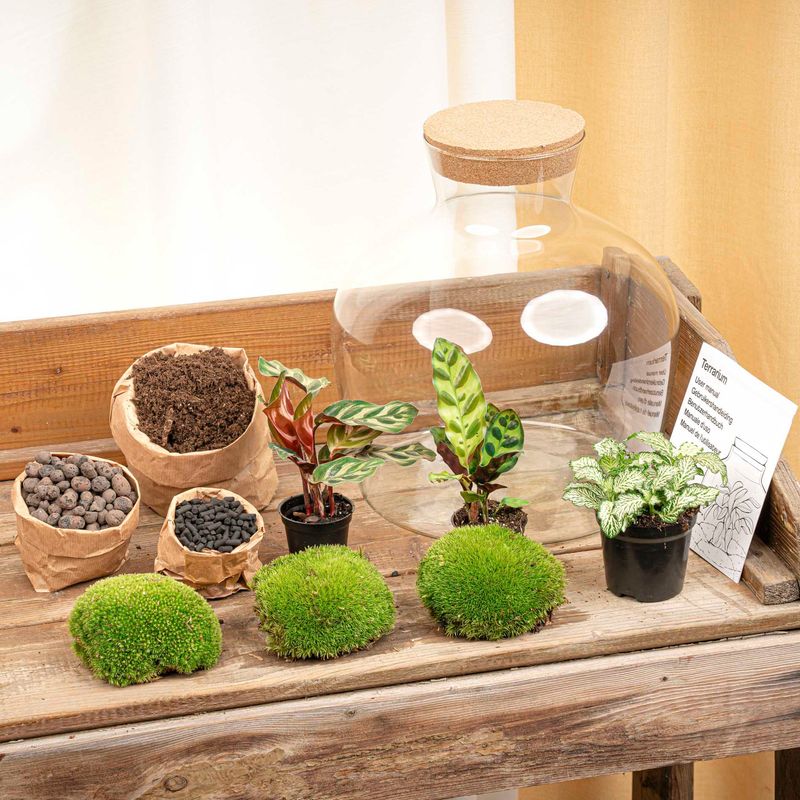 DIY Terrarium Kit