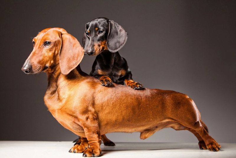 Dachshund