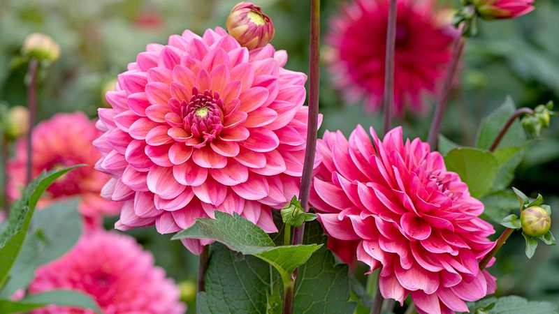 Dahlias