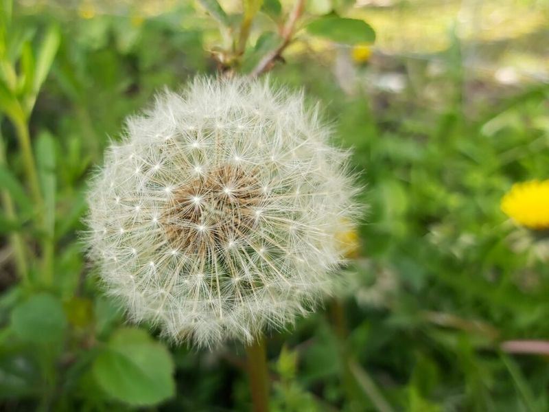 Dandelion