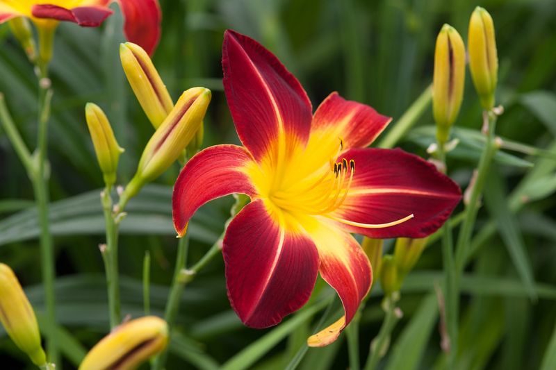 Daylilies (Hemerocallis)