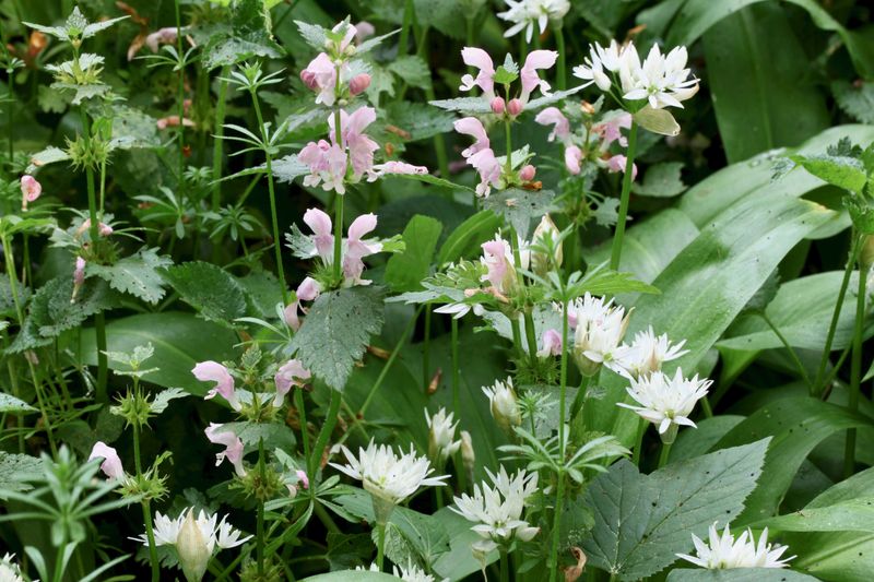 Deadnettle