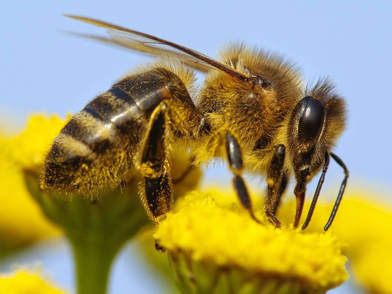 Declining Pollinator Populations