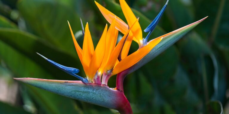Delight Your Loved Ones with These 30 Exceptional Plants for Holiday Gifting