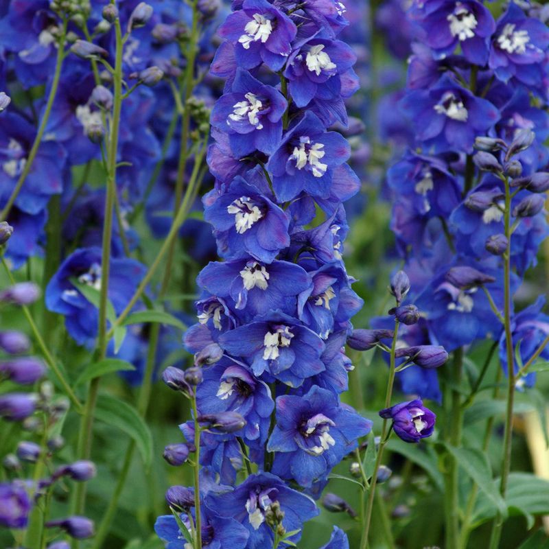 Delphinium