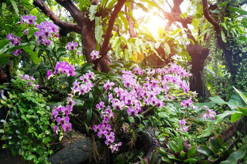 Dendrobium Orchid