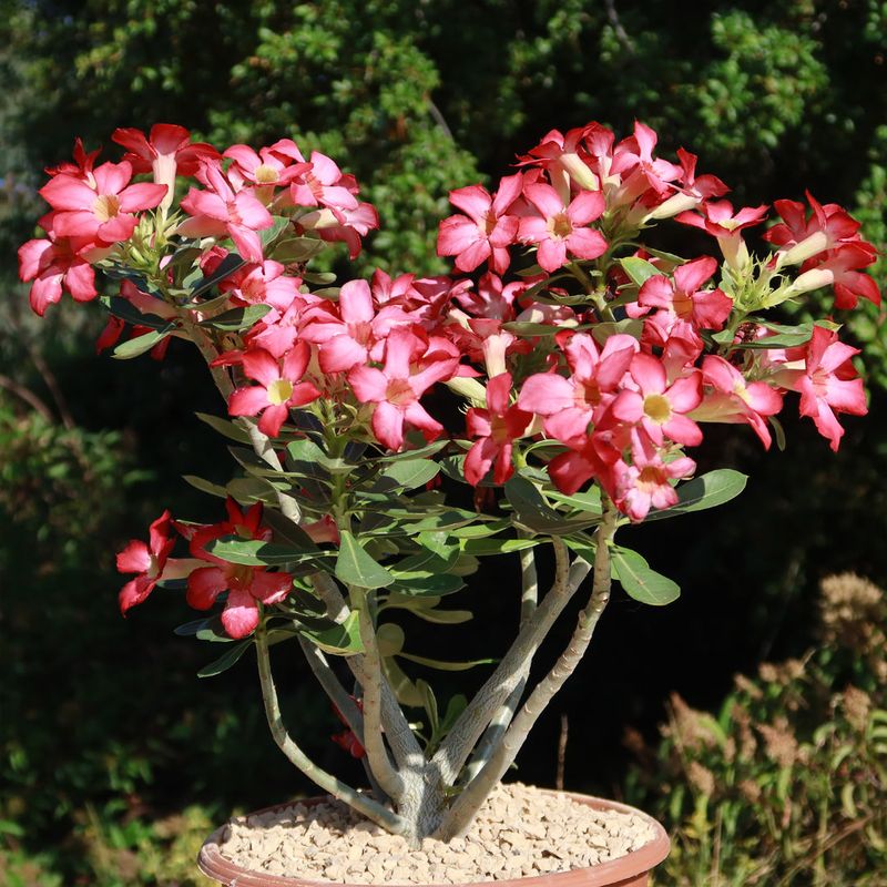 Desert Rose (Adenium Obesum)