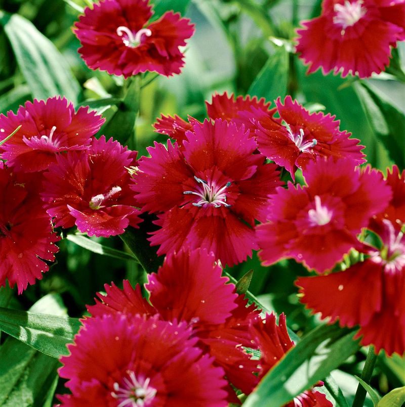 Dianthus