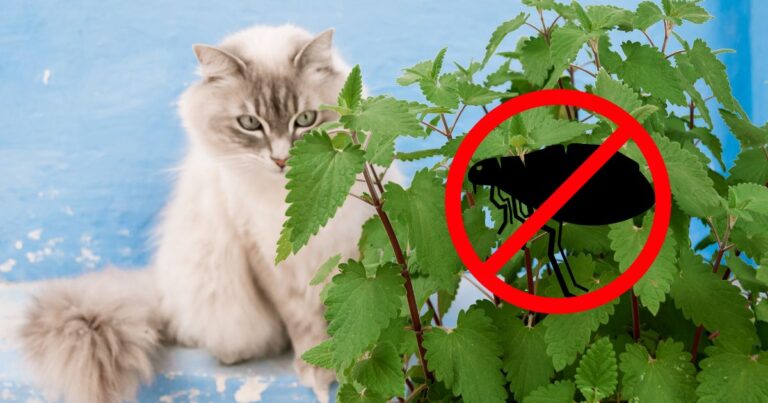 Discover 15 Potent Plants That Naturally Repel Fleas