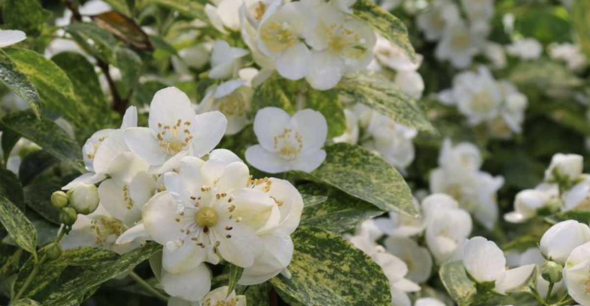 Discover the 8 Most Fragrant Trees