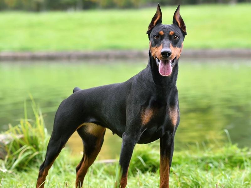 Doberman Pinscher