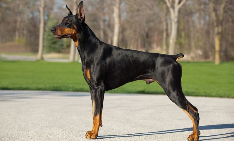 Doberman Pinscher