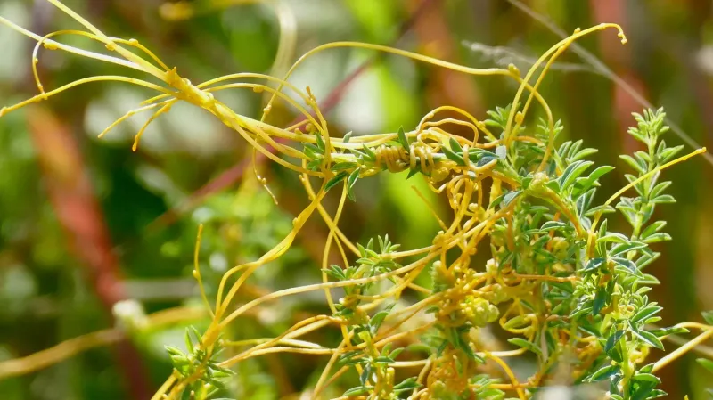 Dodder