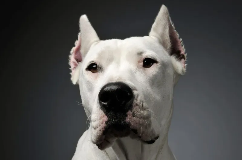 Dogo Argentino