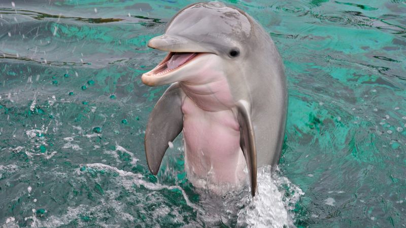 Dolphin