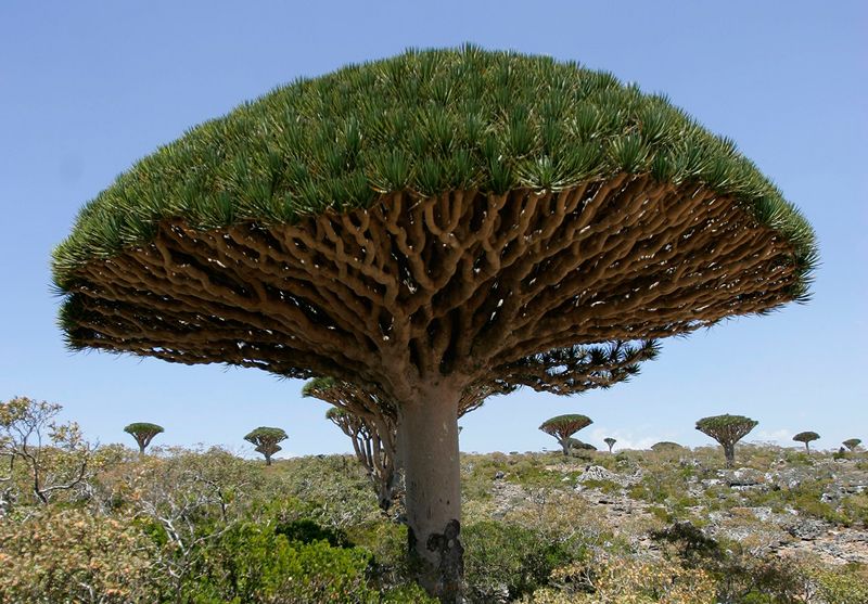 Dragon's Blood Tree