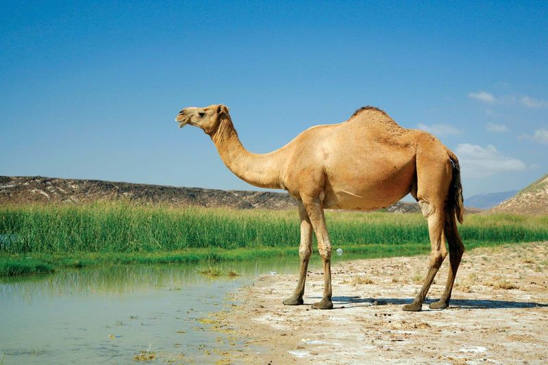 Dromedary Camel