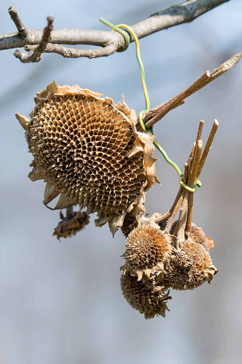 Drying the Sunflower Heads