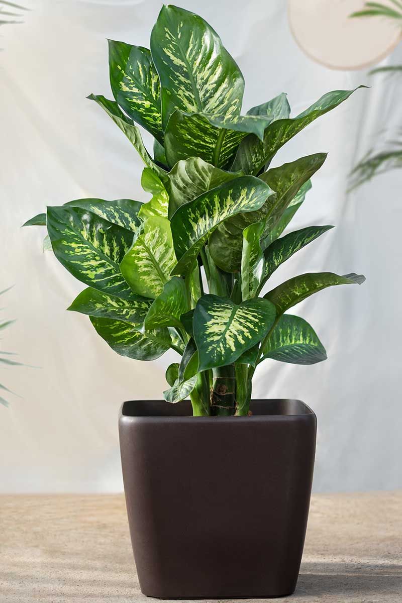 Dumb Cane