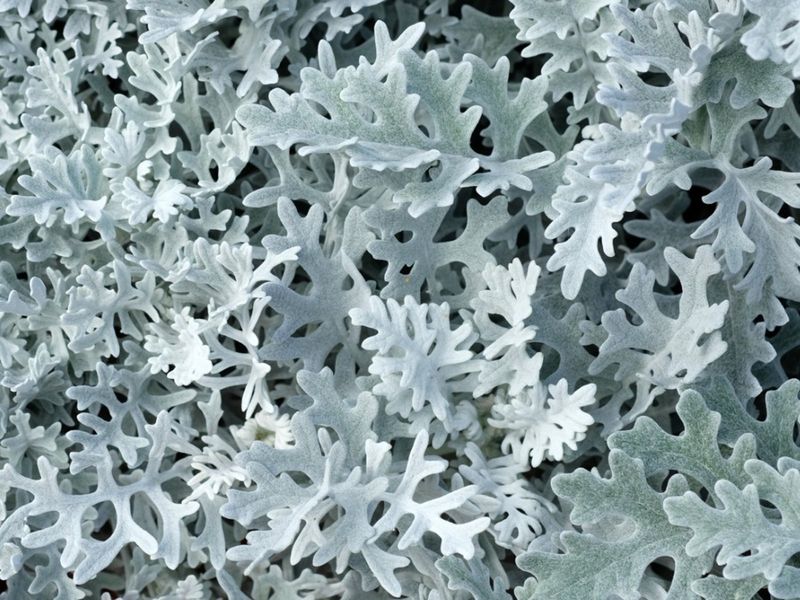 Dusty Miller