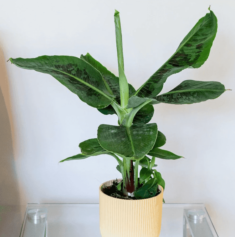 Dwarf Banana Plant