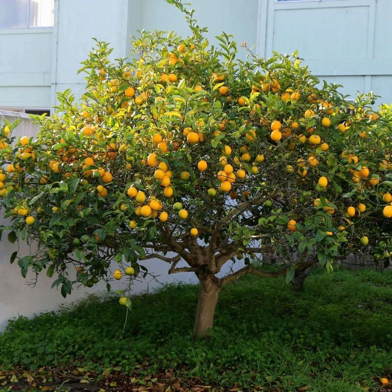 Dwarf Lemon Trees