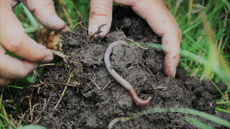 Earthworms Enhance Soil Fertility