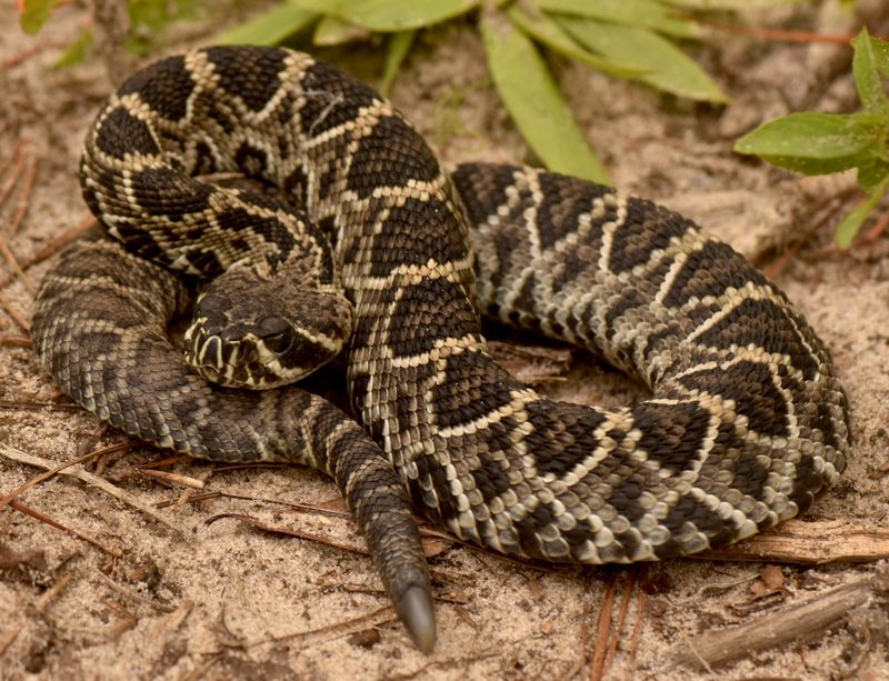 Eastern Diamondback Rattlesnake