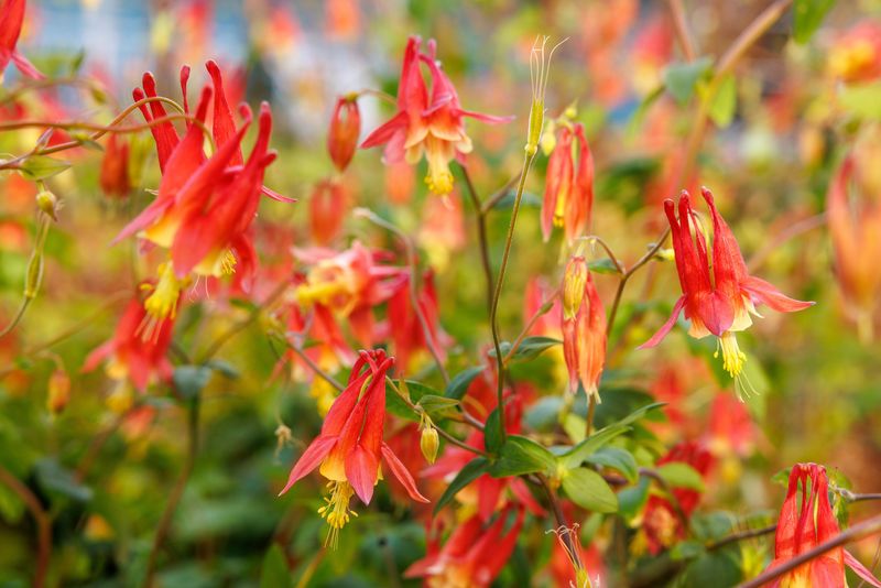 Eastern Red Columbine