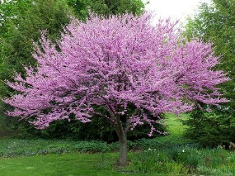 Eastern Redbud