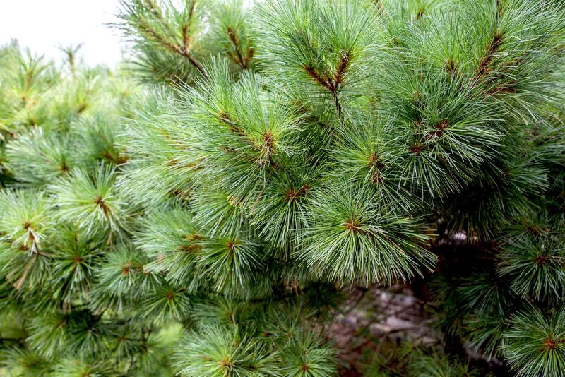 Eastern White Pine