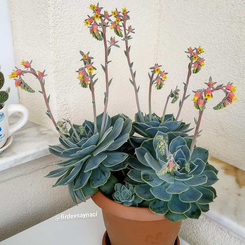 Echeveria Elegans