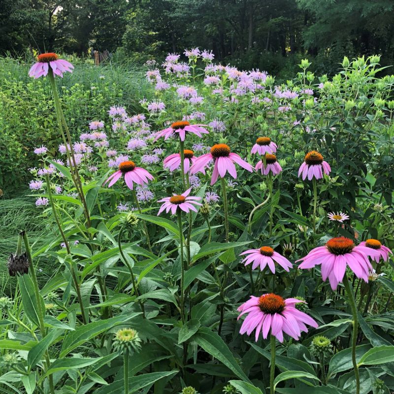 Echinacea