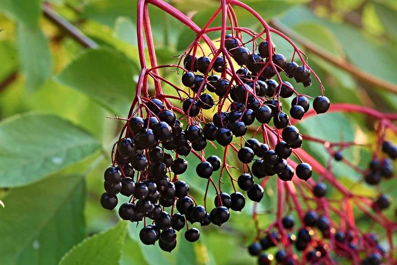 Elderberries