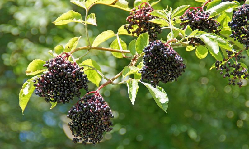 Elderberry