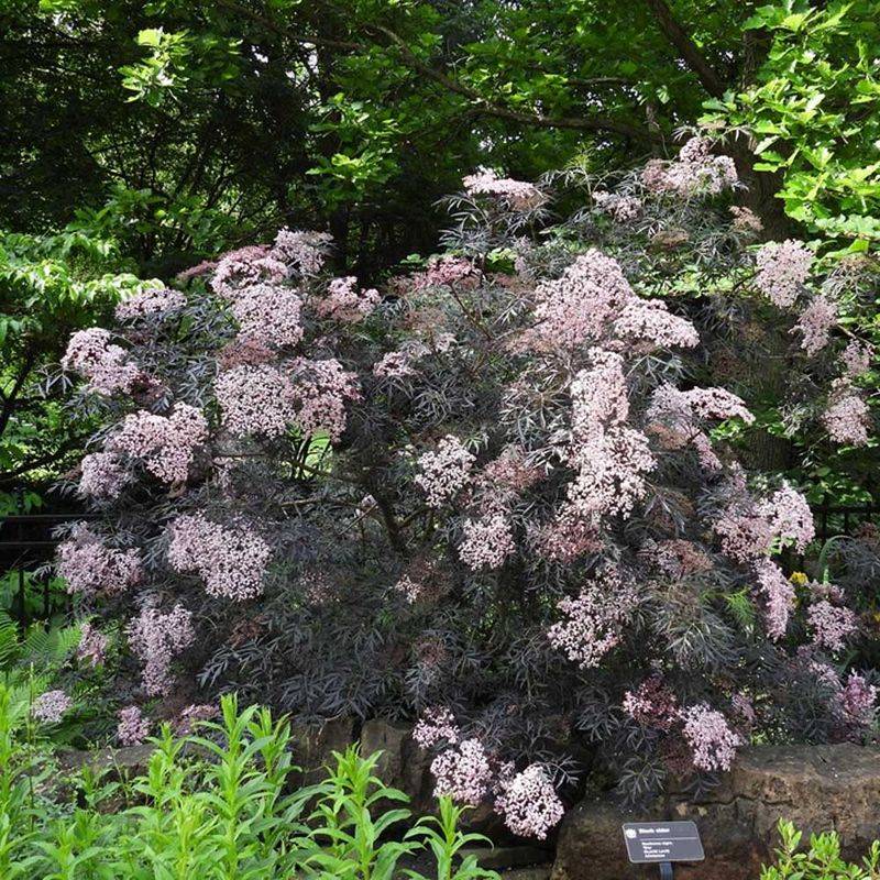 Elderberry (Sambucus)