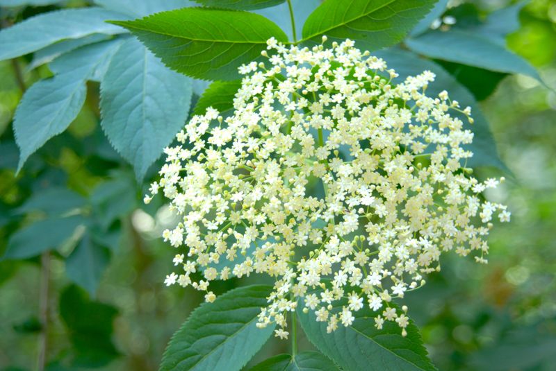 Elderflower