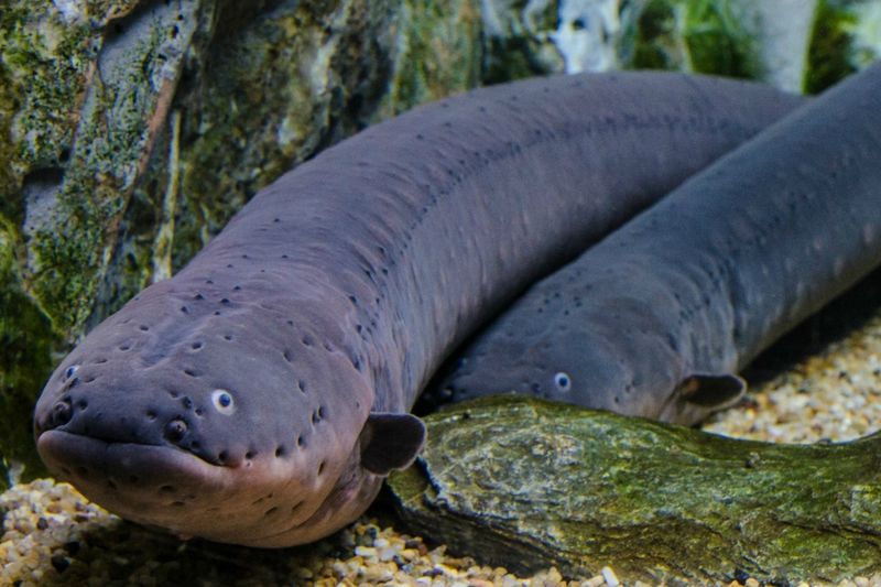 Electric Eel