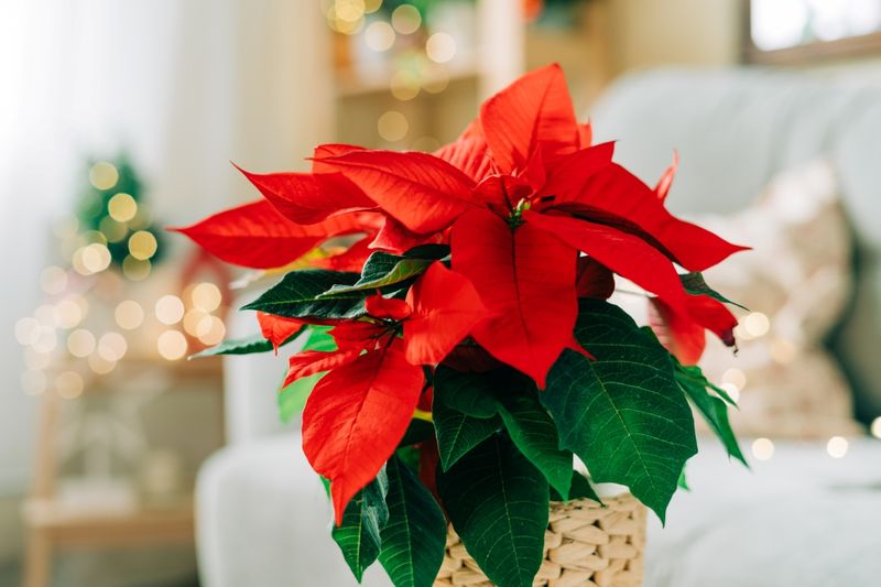 Elegant Holly and Ivy Planters